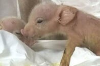 サルの細胞を持つブタが中国で誕生し、数日間、生存していたことが明らかに