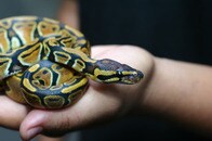 「ヘビは好きじゃないけどこれはひどい...」ニシキヘビをムチ同然に振り回して人を襲う男