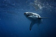 【動画・閲覧注意】15歳の女性サーファー、サメに襲われ6針縫う大けがを負う...足には生々しい傷跡