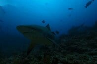 深海にすむ「幽霊ザメ」…コスタリカ沖で見つかった個体は未知の新種だった