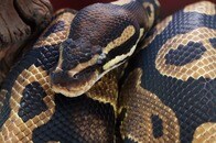 預け荷物からヘビ22匹と1匹の...旅客、到着先の空港でバレる...現場は騒然