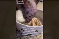 1匹だけみにくい子猫、病気と思ったら「オオカミ」だった