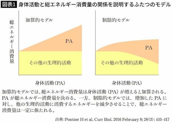 図表1　身体活動と総エネルギー消費量の関係を説明するふたつのモデル