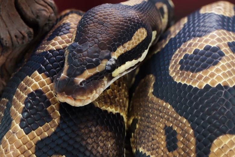 （写真はイメージです）　Kurit afshen-Shutterstock