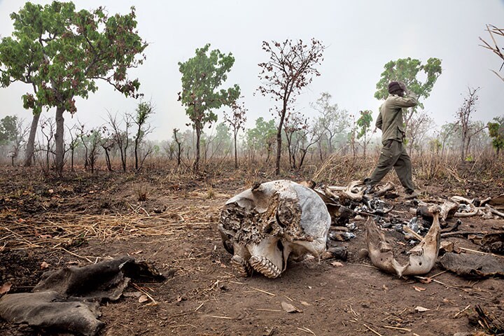 カメルーンのこの国立公園内では昨年も54頭のゾウが密猟者に殺され、現在では10頭ほどしか生き残っていない