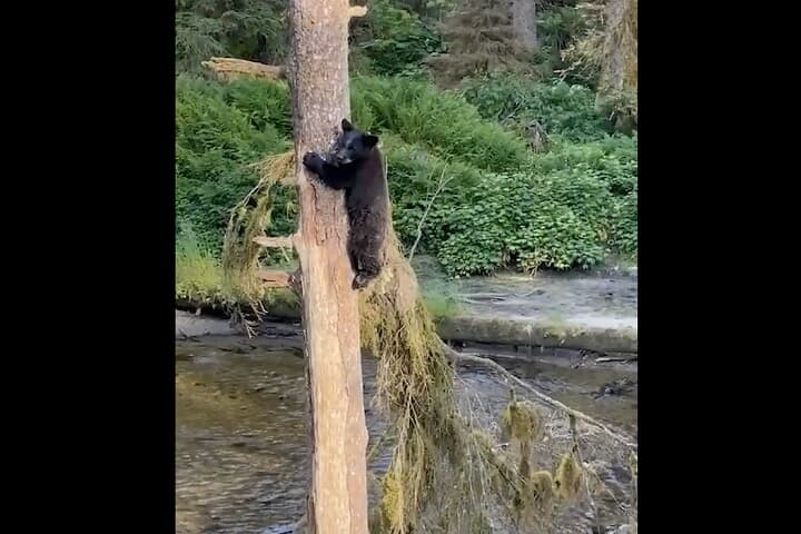 U.S. Forest Service - Tongass National Forest/Facebook