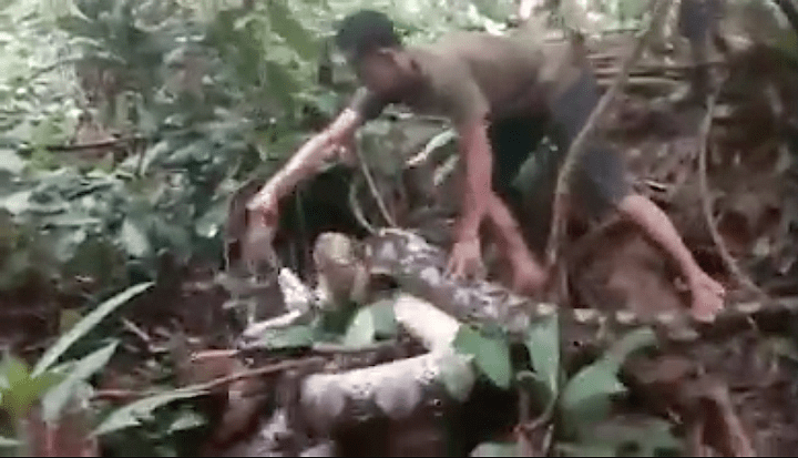体長8メートル超の巨大ニシキヘビとの死闘　Ronal Efendi Coto / Facebook