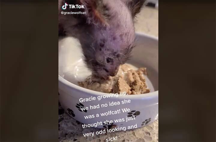 珍しいウルフキャットの子猫グレイシー　@graciewolfcat-TikTok