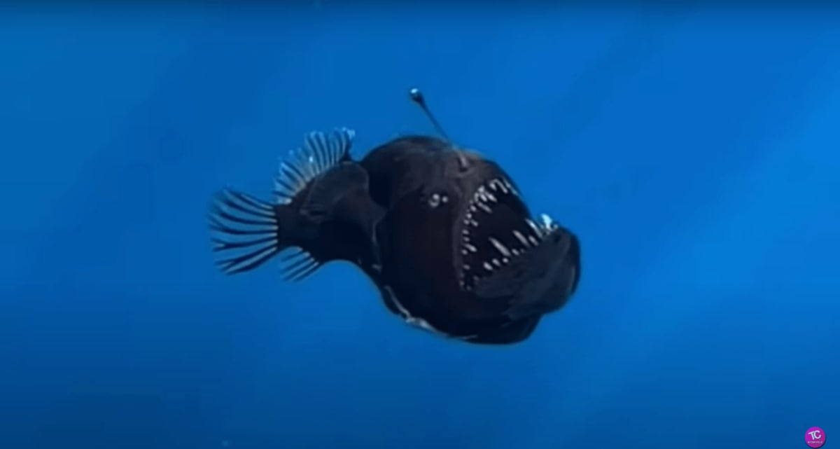 超レア 深海魚クロアンコウがテネリフェ島沖で発見される | スペイン 