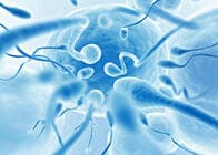 女性の体は、弱い精子をブロックする驚くほど洗練された方法を持っていた