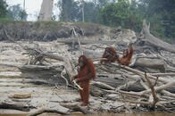 ジャングル火災はアマゾン以外でも　インドネシア､オランウータンなどに深刻な影響