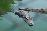 【動画】ワニ2匹の体内から人間の遺体...食われた行方不明男性の姿