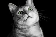 セルフィー大好きな人間のせいで家が決まらないニャ...　あの猫たちがピンチ