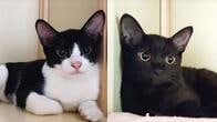 猫カフェに｢子猫2匹捨てた｣飼い主　ペット飼う資格｢ある人･ない人｣の決定的差