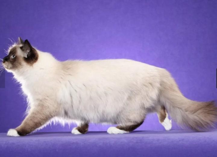 5Birman.jpg