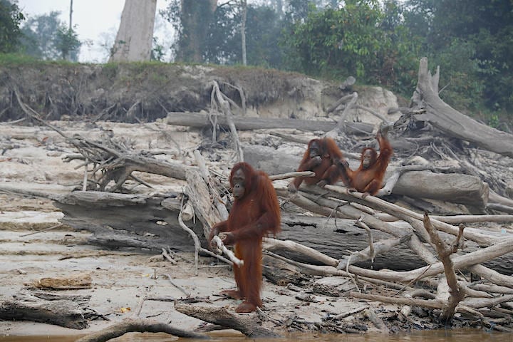 焼け出され呆然としてたたずむオランウータン。火災の煙が立ち込めると空気は煙草50本を一度に吸ったようなひどい状態になるという。Willy Kurniawan - REUTERS