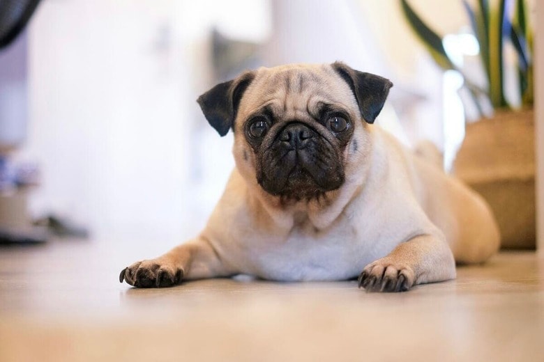 消えたネジ、失くした工具...すべてはパグ犬の「秘密の作戦」だった？（写真はイメージです）　 Mink Mingle-Unsplash