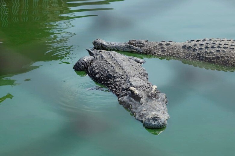 （写真はイメージです）　Ning Je taime-Shutterstock