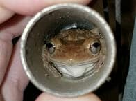 ハリケーン・ドリアンからカエルが見つけた「安全な場所」