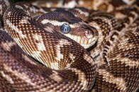 【動画】踏む寸前だった...！プロでも見逃す「透明化レベル」の擬態がこちら