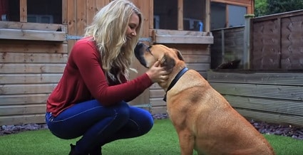 登録すれば、獣医に24時間いつでも電話で相談できるなどのメリットがある　BorrowMyDoggy - YouTube