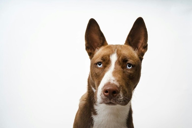 犬の「全力ジャンプ」がまさかの空振り...カメラが捉えた勘違いの瞬間に世界がほっこり（写真はイメージです）　Susie Burleson-Unsplash