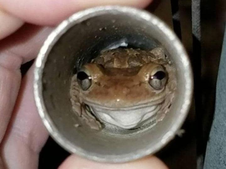 隠れ場所を見つけた人間と眼が合った　PATRICK SMITH