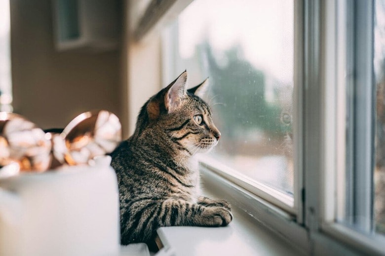 狭い部屋でも猫と快適に暮らすことはできる（写真はイメージです）　Chen-Unsplash