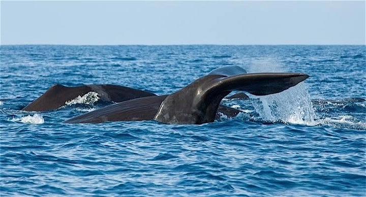 １月１６日、オーストラリアのフライデンバーグ環境相は、反捕鯨団体が死んだクジラの写真を公表したことを受け、日本が南極海で調査捕鯨を再開したことに「深く失望した」と述べた。写真はスリランカ南部のミリッサ沿岸で２０１３年３月撮影（２０１７年　ロイター／David Loh）