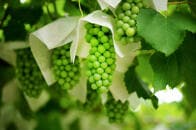 「ブドウの郷」で現代日本の「ありのままの日常」に出会う