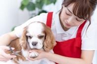 トリマー・トリミング資格取得でペットの健康管理やケアを行う