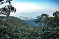 ホンジュラスのコーヒーは歓迎されても人間は追い返される──知られざるコーヒー危機