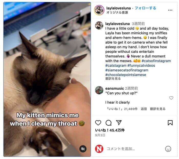 風邪をひいた飼い主の「咳」を真似る子ネコ