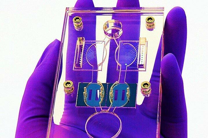 多臓器人体チップ（今回の記事とは別のモデル）HESPEROS