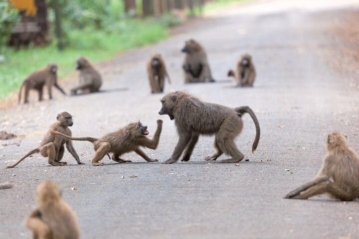 人間のサル化は進むのか　MICHAEL UTECH／ISTOCKPHOTO