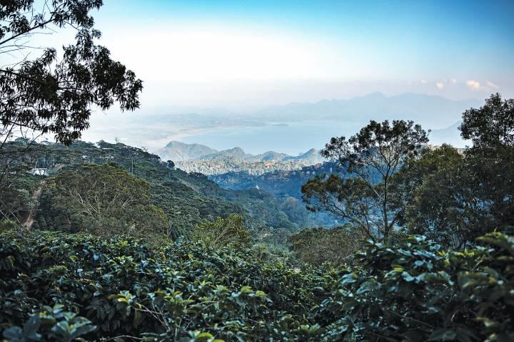 ホンジュラスのコーヒー農園　TOMAS AYUSOーBLOOMBERG/GETTY IMAGES