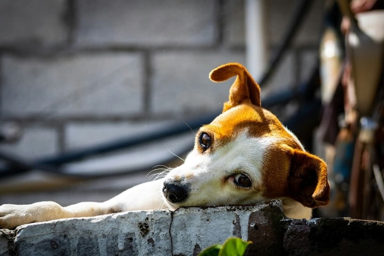 地域の人々の善意が犬を救った（写真はイメージです）　Cristian Aragón Salazar-Unsplash