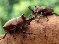 なぜ日本のカブトムシだけが独自進化？　オスのケンカ必勝法･メスの交尾スタイル､どれも海外に例がなく大きな謎