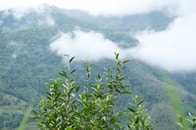 森を守り、搾取を乗り越える...「知られざるお茶大国」ベトナムで「古木茶」経済が動き出した