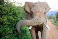 茂みから出てきた野生ゾウがサファリカーを襲う瞬間