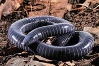 ヘビのような両生類アシナシイモリの謎　口腔の毒腺が発見される