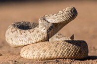 【動画】「泳げるなんて...」湖の水面を移動するヘビに「新たなる恐怖」の声