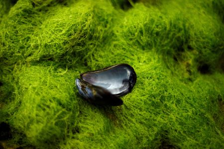 　１２月１９日、カナダ・モントリオールで開催された国連生物多様性条約第１５回締約国会議（ＣＯＰ１５）は、生物多様性の喪失を阻止し、回復させる世界目標で合意に達した。写真はムラサキイガイの貝殻。ノルウェー西部で２０１８年７月撮影（２０２２年　ロイター/Clodagh Kilcoyne）
