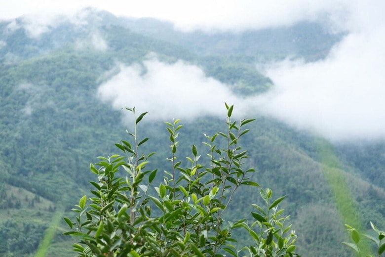 写真：ブイ・タン・ビン