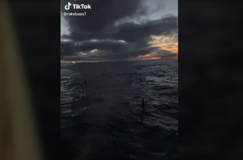 @rakebass7/TikTok