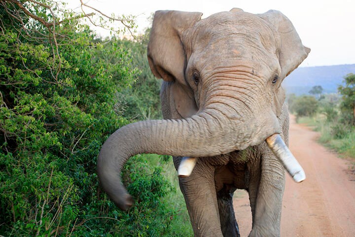 「マスト期」には、テストステロンの値が通常の約60倍に（写真はイメージです）　Aberson-iStock