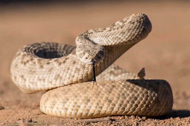 （写真はイメージです）　Susan M Snyder-Shutterstock