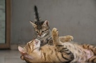 大きな猫に両手で頭をつかまれて...新入りの子猫が危ない！？ 飼い主真っ青