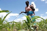 気候変動「脆弱国」の厳しい現実...「最悪の干ばつ」に苦しむアフリカの小国マラウイを洪水が追い打ち