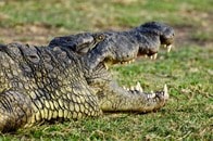 ワニに襲われ男性が死亡...水中に引きずり込まれ5時間後に遺体発見